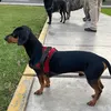 Ares de Coco