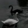 gisldg