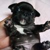 ilovepibbles7