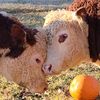 Curly and Jr — Whitley Farms