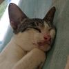 bella.cat67