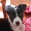 pepi100
