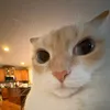 itsmejerone16