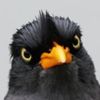 weeweetbird