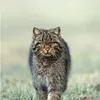 cricrit6