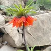 uk.jamalkurd