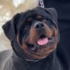 rottweiler.serbie