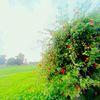 lemonadewith_lemon