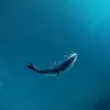 kình ngư 🐳