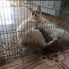 alfarizkionline