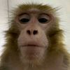 KUSHAN 