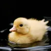 quackingquotes