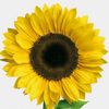 sunflowerme.loveu