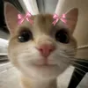 massara_12