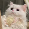 Cute.pet.life57
