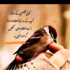 malik.sanwal.shah6