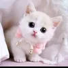 loulouayloul