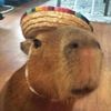 capibaradelrey