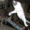 el_gatito_mas_cooll
