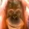 darwinpubert
