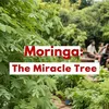 Moringa.es