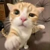 aaaaa___1199