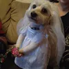 shilleth
