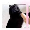 suvetih_cute