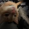 meow54422
