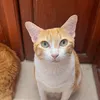 rainy.cat.home