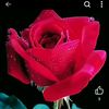 user8673030748911