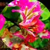 hoagiaysadec_7879