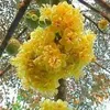 nguyn.ch.hiu427