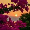 elif424585