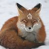 efox_oficial