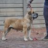 mavapetcare