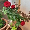 arslan.abbas0786