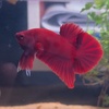 Karambunai_Betta