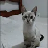 gatinho.resgatado