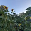 beans_593