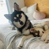 daywithpomskies