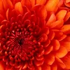 fleurcanese182