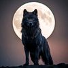lone.wolf4137