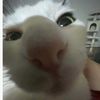pinkfluffyunicorns368