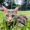 whatsupcatstuff