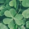 clover_8181