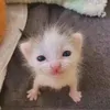 chuottnemaybe