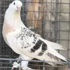 ahmad_zebari06