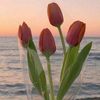 amyra.anam