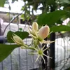 bekicot.com_